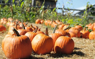 Go Here… Pumpkin Picking