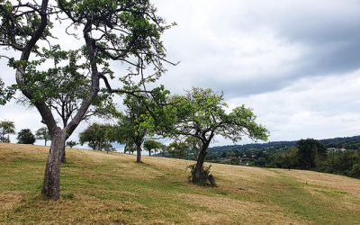 Whimple Orchards Ramble