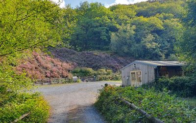 Yarner Wood Nature Trail