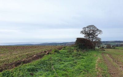 Harpford Woods Circular Walk